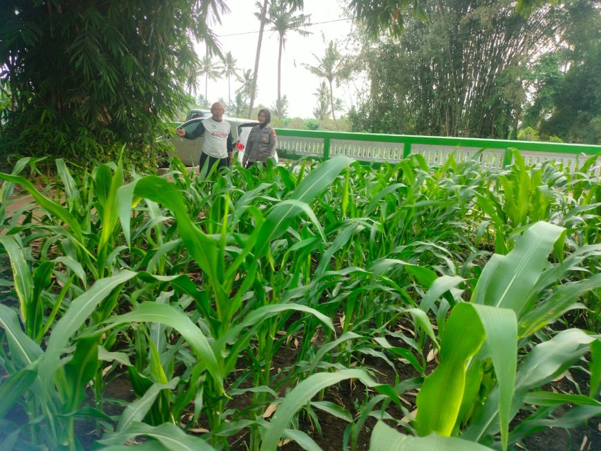 Polres Malang Kawal Ketahanan Pangan, Bhabinkamtibmas Dampingi Petani